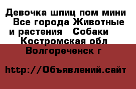 Девочка шпиц пом мини - Все города Животные и растения » Собаки   . Костромская обл.,Волгореченск г.